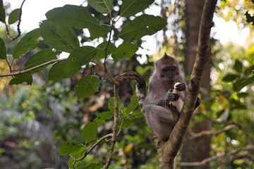 monkey eating a banana on the tree