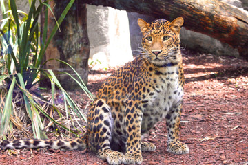 Jaguar looking in the zoo