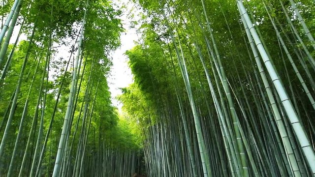 Kyoto, Japan wide low angle view looking up walking handheld panning of Arashiyama bamboo forest park pattern of many plants on spring day with green foliage color in slowmo