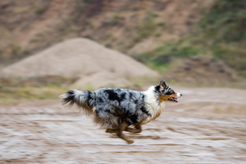 Australian Sheperd rennt in einer Sandgrube