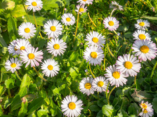 Obraz premium Macro view of a garden herbs covered with beautiful daisies with white petals