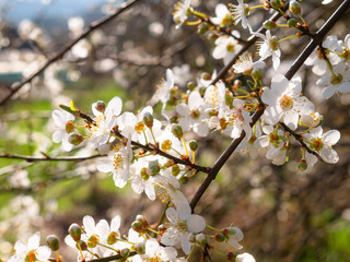Beautiful white flowers of a Mirabelle tree Prunus domestica syriaca before its famous plums grow