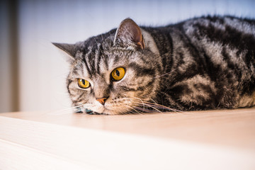 Pensive british cat resting at home