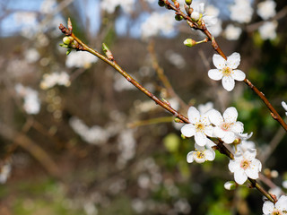 Beautiful white flowers of a Mirabelle tree Prunus domestica syriaca before its famous plums grow