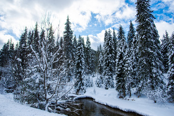 Fototapeta na wymiar Winter landscape in Carpathins Mountains