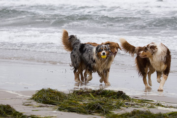 Drei Australian Sheperds treffen sich am Strand