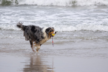 Australian Sheperd spielt mit einem Ball am Meer