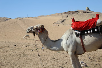 Camel standing in the desert with donkey in horizon
