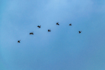Group of Ducks Flying Over Cloudy Sky, Samborodon, Ecuador