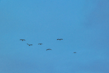 Group of Ducks Flying Over Cloudy Sky, Samborodon, Ecuador