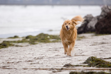 Golden Retriever am Strand
