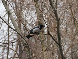 Crow sits on a tree branch