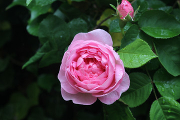 Rose flower in a garden