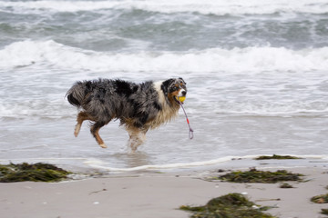 Australian Sheperd spielt mit einem Ball am Meer