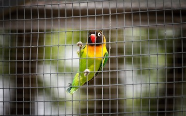 Colorful parrot sits on a wall of his cage looking through it sadly.