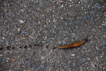 A slug leaves a mark on a ground on its way.