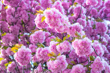 Background with flowers on a spring day. Branch spring flowers. Spring flowers background.