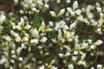 Big flowers of summer and spring.