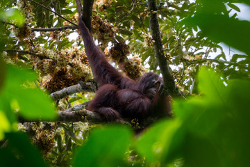 Hoch oben in den Ästen - Borneo-Orang-Utan (Pongo pygmaeus) außerhalb der Gomantong Höhlen,...