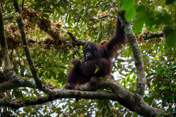 Hoch oben in den Ästen - Borneo-Orang-Utan (Pongo pygmaeus) außerhalb der Gomantong Höhlen,...