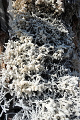 Bad Salzunge, Saline und  Kuranlagen