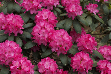Fototapeta premium Big flowers of summer and spring.