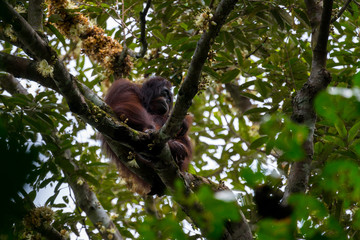 Hoch oben in den Ästen - Borneo-Orang-Utan (Pongo pygmaeus) außerhalb der Gomantong Höhlen,...
