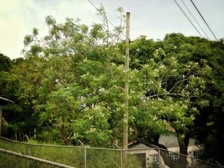 St. Vincent and the Grenadines – Moringa oleifera tree