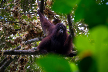 Hoch oben in den Ästen - Borneo-Orang-Utan (Pongo pygmaeus) außerhalb der Gomantong Höhlen,...