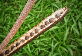 Obraz premium St. Vincent and the Grenadines – Moringa oleifera seeds