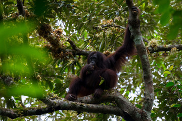 Hoch oben in den Ästen - Borneo-Orang-Utan (Pongo pygmaeus) außerhalb der Gomantong Höhlen, Sabah Borneo.