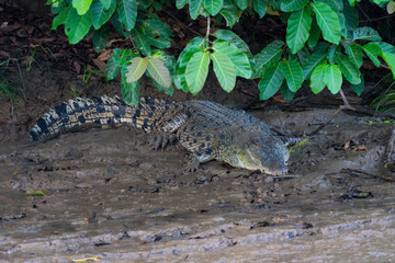 Leistenkrokodil (Crocodylus porosus).  Unterwegs am Kinabatangan, Sabah, Borneo.