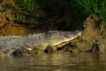 Leistenkrokodil (Crocodylus porosus).  Unterwegs am Kinabatangan, Sabah, Borneo.