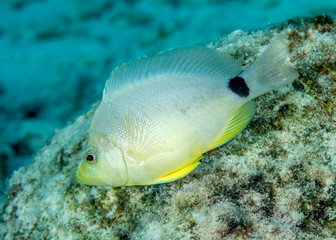 Butter Hamlet swimming over a coral reef - Bonaire