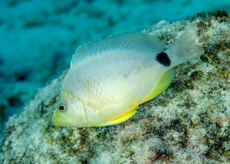 Naklejka na ściany i meble Butter Hamlet swimming over a coral reef - Bonaire