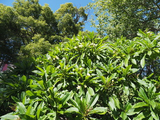 Company’s Garden in Kapstadt