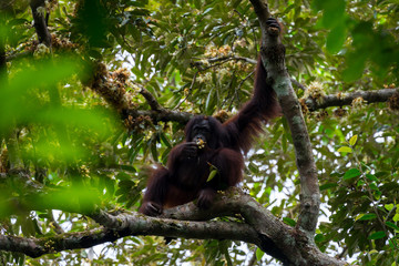 Hoch oben in den Ästen - Borneo-Orang-Utan (Pongo pygmaeus) außerhalb der Gomantong Höhlen, Sabah Borneo.
