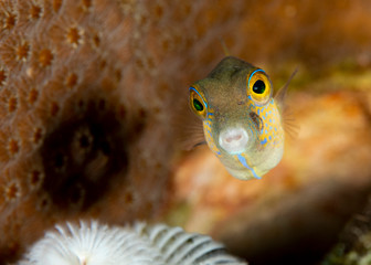 Sharpnose Puffer swimming over a coral reef - Bonaire