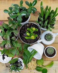 home floriculture. plant transplant in a pot with garden tools on a white wooden table. modern interior with many plants. flat lay