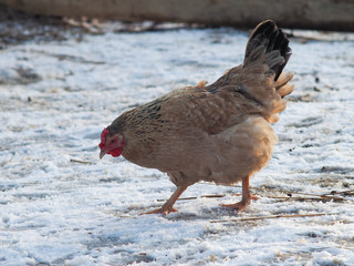 Chicken walks in the snow on a free range