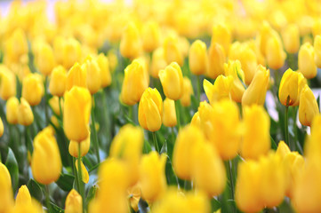 Spring blossoming yellow tulips field, springtime flower field background, pastel and soft floral card, shallow DOF, toned