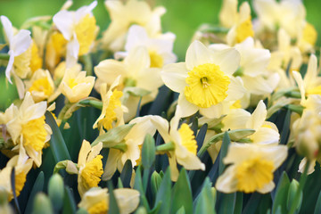 Spring blossoming yellow daffodils in garden, springtime blooming narcissus (jonquil) flowers, shallow DOF, toned