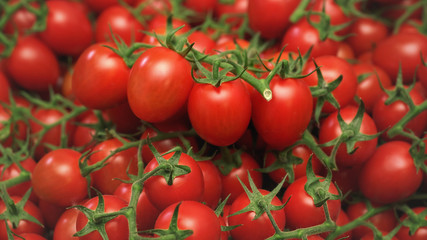 Group of bright red cherry tomatoes with green vines and leaves, closeup detail