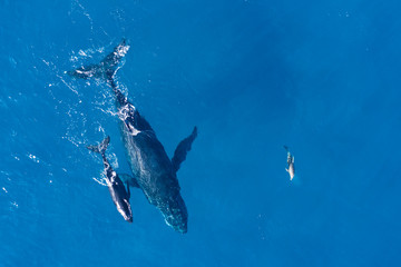 Humpback whales photographed with drone off the coast of Kapalua, Hawaii. Mother whale and her calf...