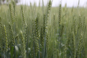 Young Wheat Seedlings Growing In A Field. Young Green