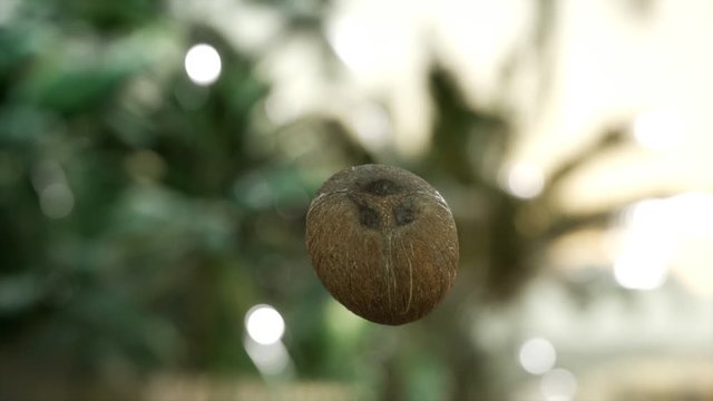 extreme slow motion falling coconut in jungle