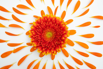 Gerbera blossom lies on a white base and is surrounded by many small petals