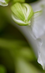  unopened bud of white alstroemeria with green veins
