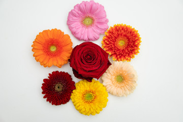 some differently coloured Gerbera flowers lie next to each other on a white base