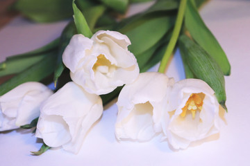 bouquet of stunning white tulips  K